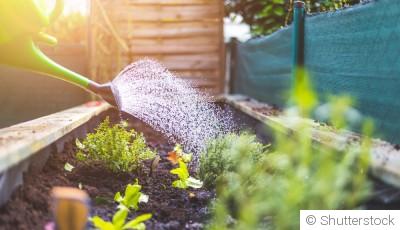 Taille, semis, arrosage : les bons gestes du printemps au jardin