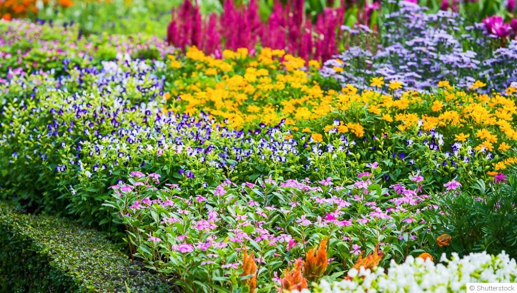 Associer les couleurs des fleurs pour un massif harmonieux