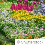 Associer les couleurs des fleurs pour un massif harmonieux