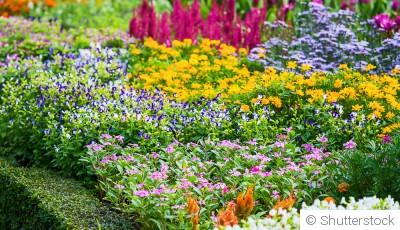 Associer les couleurs des fleurs pour un massif harmonieux