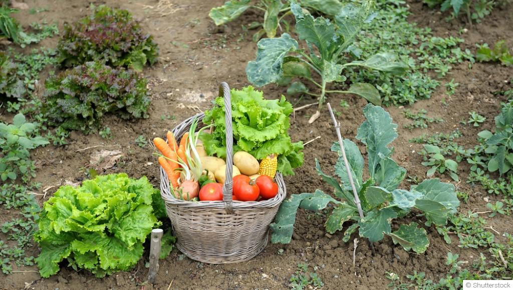 Associer les légumes entre eux pour de meilleures récoltes