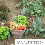 Associer les légumes entre eux pour de meilleures récoltes