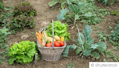 Associer les légumes entre eux pour de meilleures récoltes