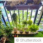 Avoir un potager même en appartement