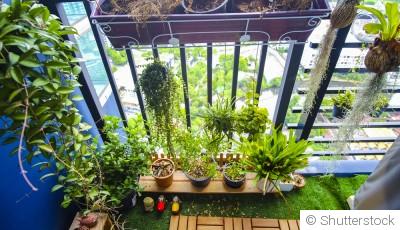 Avoir un potager même en appartement