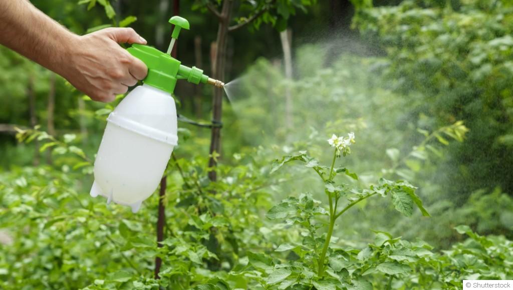 Comment éviter les maladies au potager sans produits chimiques