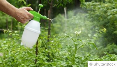 Comment éviter les maladies au potager sans produits chimiques
