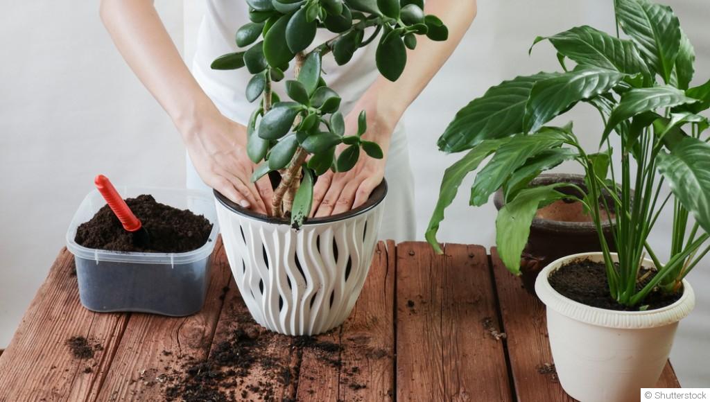 Comment rempoter une plante sans la traumatiser
