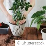 Comment rempoter une plante sans la traumatiser