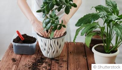 Comment rempoter une plante sans la traumatiser