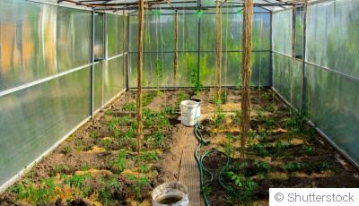 Créer de l’ombre naturelle au potager pour protéger vos récoltes