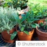 Cultiver dans des pots sans se compliquer la vie