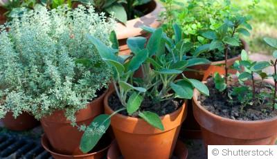 Cultiver dans des pots sans se compliquer la vie