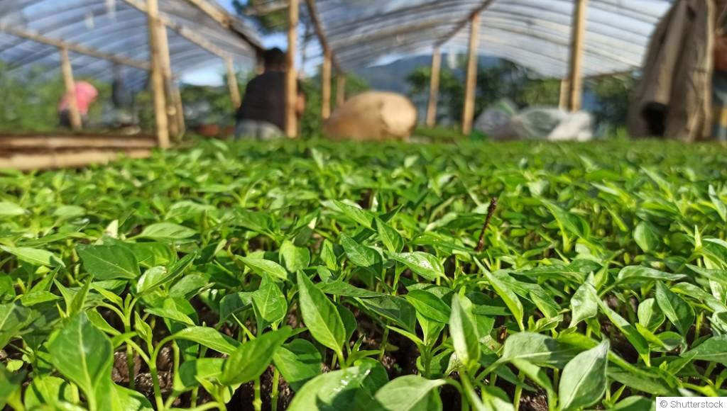 Cultiver des légumes d’hiver sans serre : c’est possible !