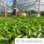 Cultiver des légumes d’hiver sans serre : c’est possible !