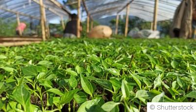 Cultiver des légumes d’hiver sans serre : c’est possible !