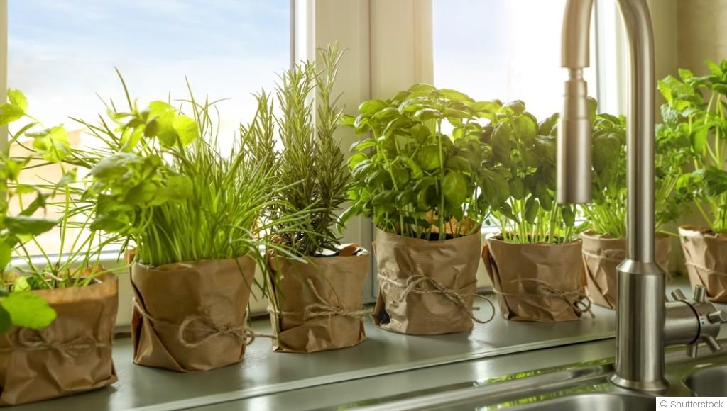 Des plantes pour rebords de fenêtre