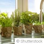 Des plantes pour rebords de fenêtre