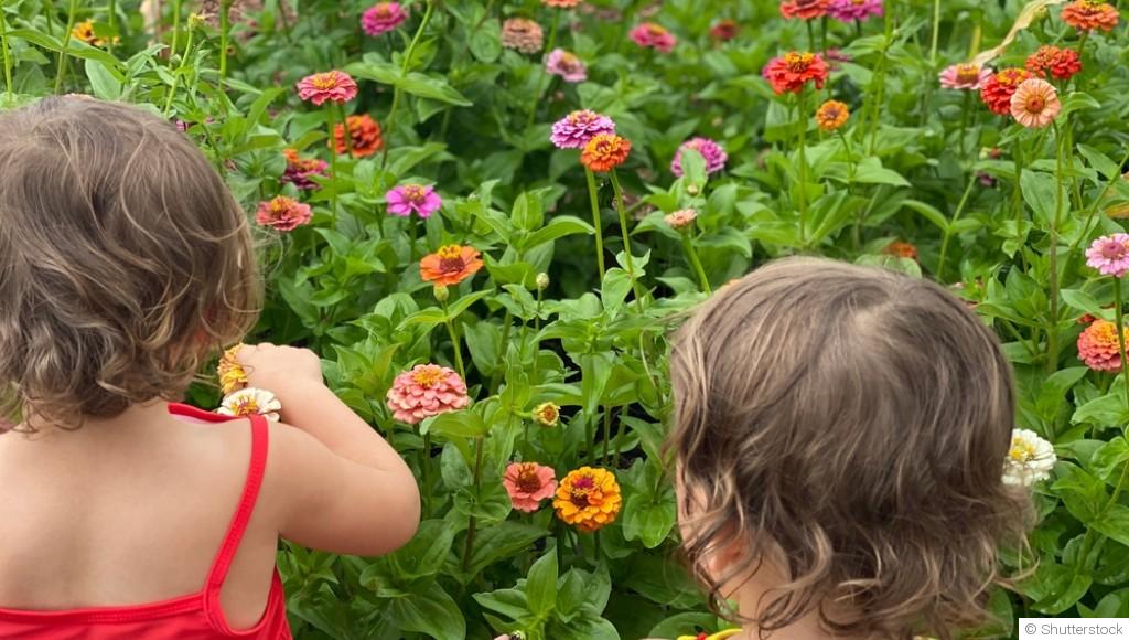 Les fleurs qui fleurissent longtemps sans entretien