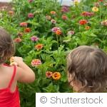 Les fleurs qui fleurissent longtemps sans entretien