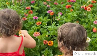 Les fleurs qui fleurissent longtemps sans entretien