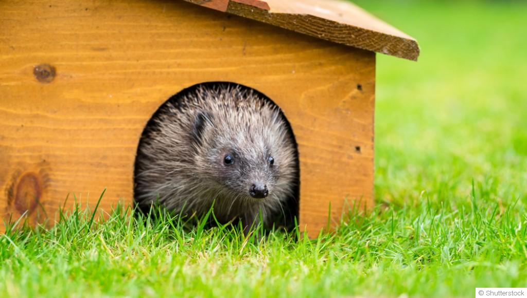 Créer un refuge pour les hérissons dans son jardin