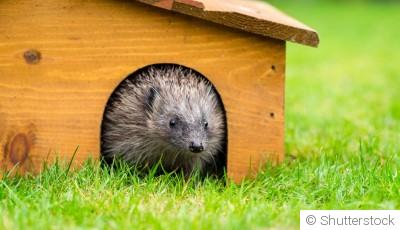 Créer un refuge pour les hérissons dans son jardin