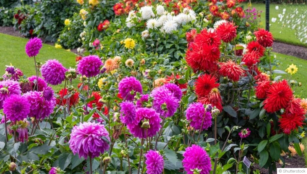 Que planter en automne pour un jardin fleuri dès le printemps ?