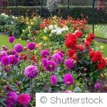 Que planter en automne pour un jardin fleuri dès le printemps ?