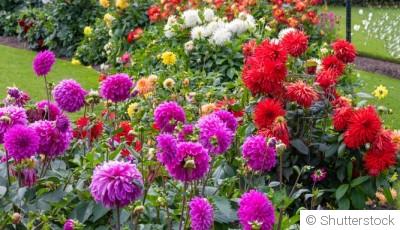 Que planter en automne pour un jardin fleuri dès le printemps ?