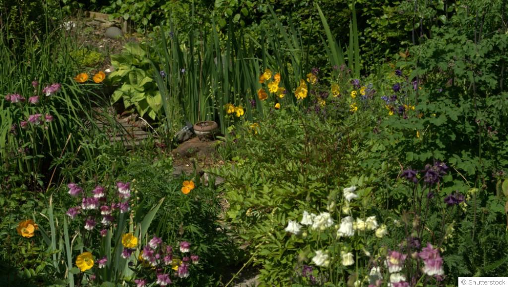 Laisser pousser un coin sauvage : pourquoi c’est utile ?