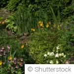 Laisser pousser un coin sauvage : pourquoi c’est utile ?