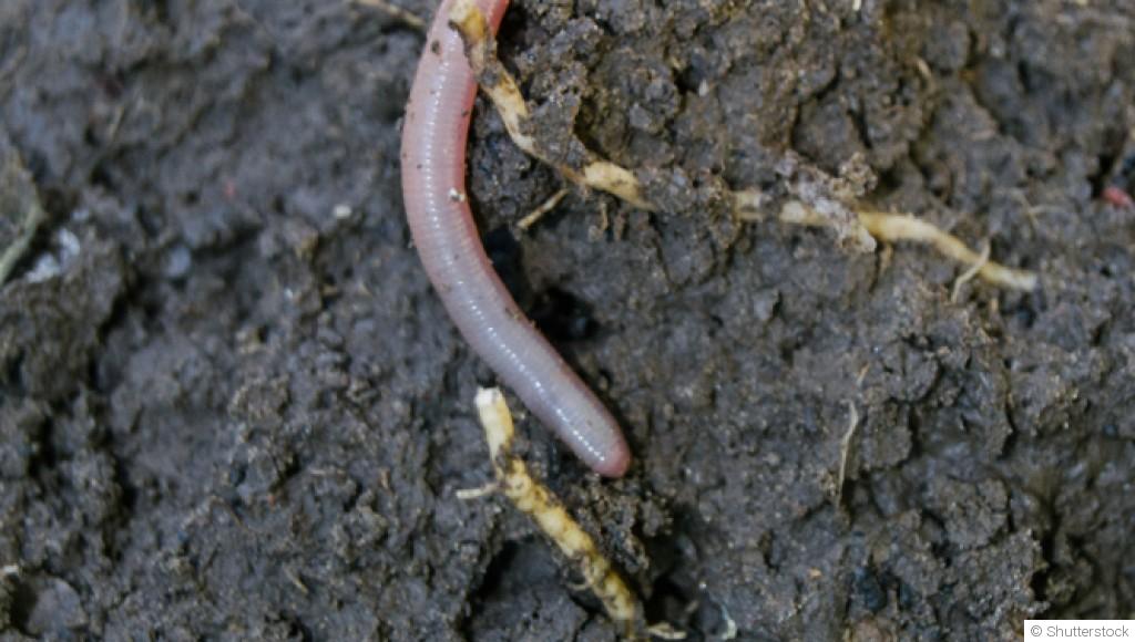 Le secret d’un sol vivant : pourquoi il faut le nourrir, pas le retourner