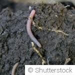 Le secret d’un sol vivant : pourquoi il faut le nourrir, pas le retourner