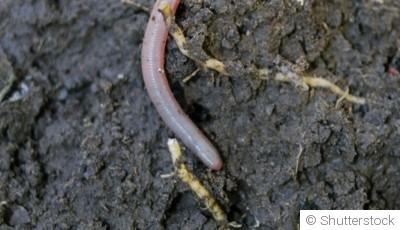 Le secret d’un sol vivant : pourquoi il faut le nourrir, pas le retourner