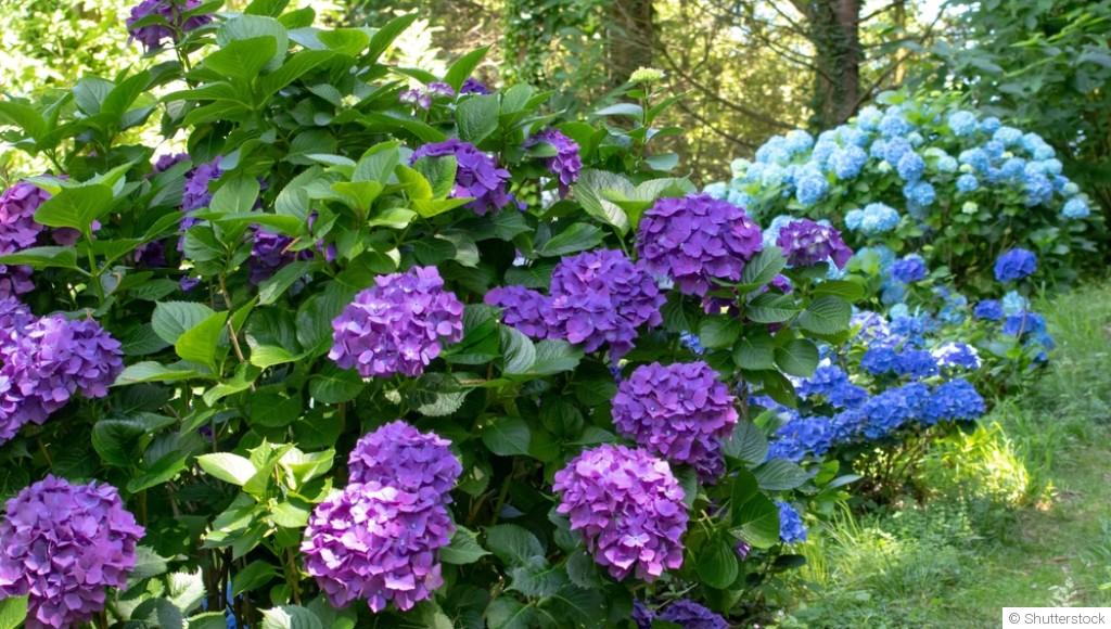 Les fleurs qui aiment l’ombre et embellissent les coins discrets