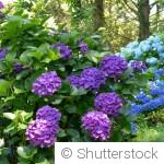 Les fleurs qui aiment l’ombre et embellissent les coins discrets