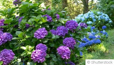 Les fleurs qui aiment l’ombre et embellissent les coins discrets