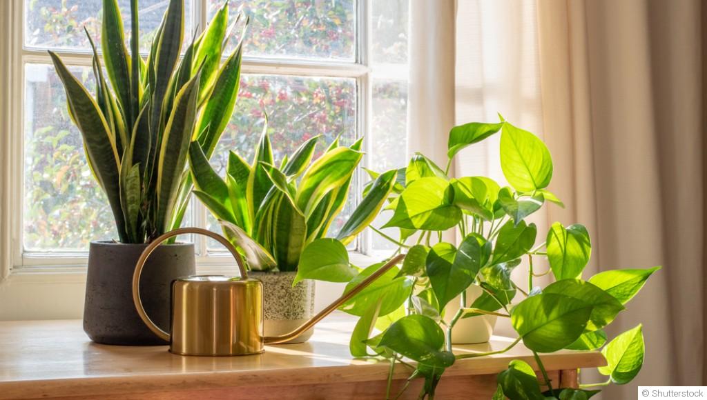 Les plantes qui purifient naturellement l’air de la maison