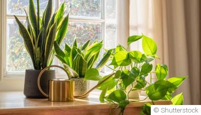 Les plantes qui purifient naturellement l’air de la maison