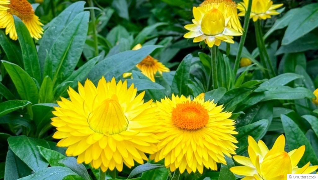 Les plantes qui supportent le plein soleil sans broncher