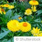 Les plantes qui supportent le plein soleil sans broncher