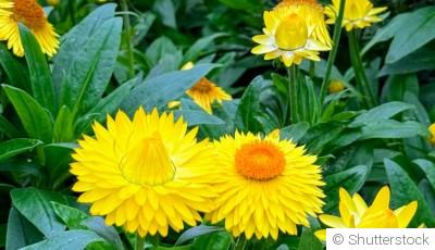 Les plantes qui supportent le plein soleil sans broncher