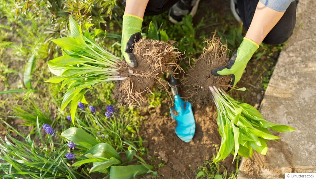 Ce qu’on peut planter en avril sans stress