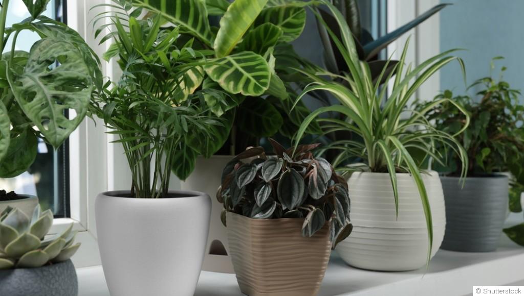 Plantes d’intérieur : celles qui ne meurent pas vite
