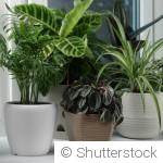 Plantes d’intérieur : celles qui ne meurent pas vite