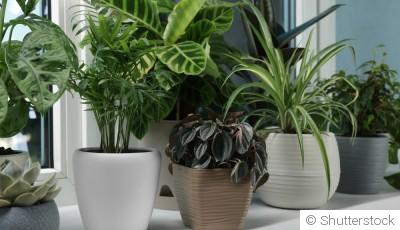 Plantes d’intérieur : celles qui ne meurent pas vite