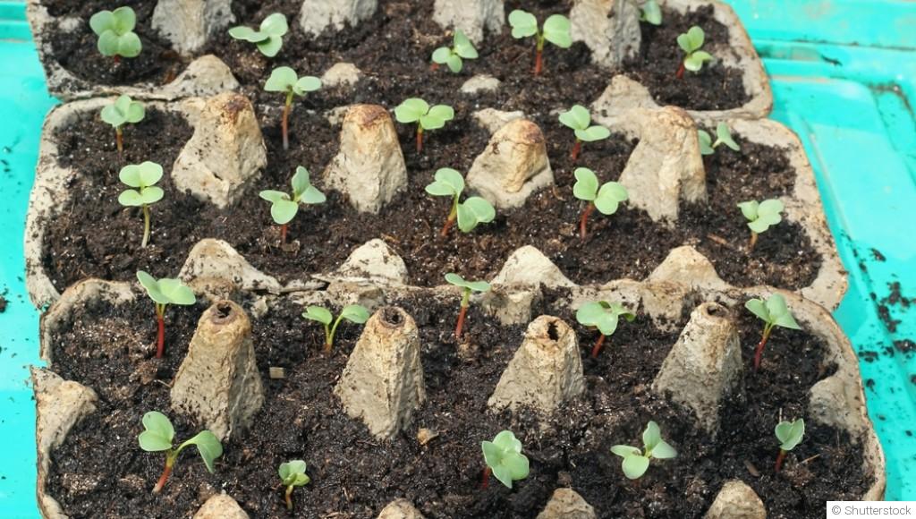 Préparer ses semis d’intérieur pour anticiper le printemps