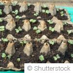 Préparer ses semis d’intérieur pour anticiper le printemps