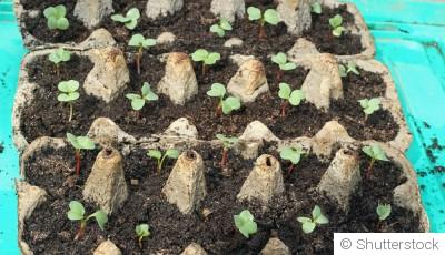 Préparer ses semis d’intérieur pour anticiper le printemps